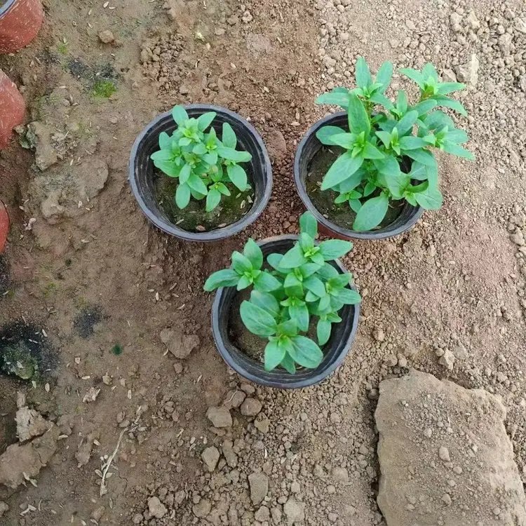 金魚草杯苗容器苗