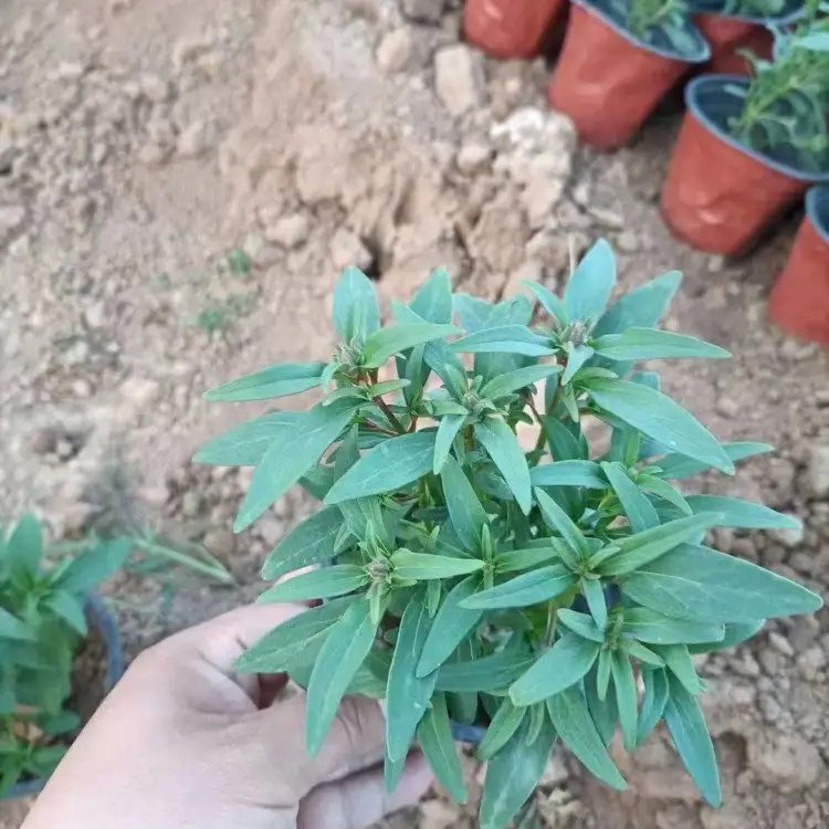 金魚草杯苗容器苗