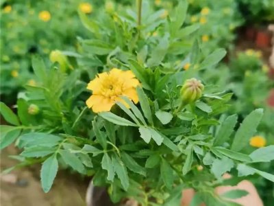孔雀草