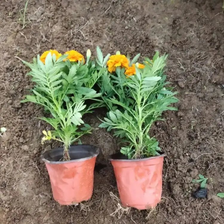 孔雀草杯苗容器苗