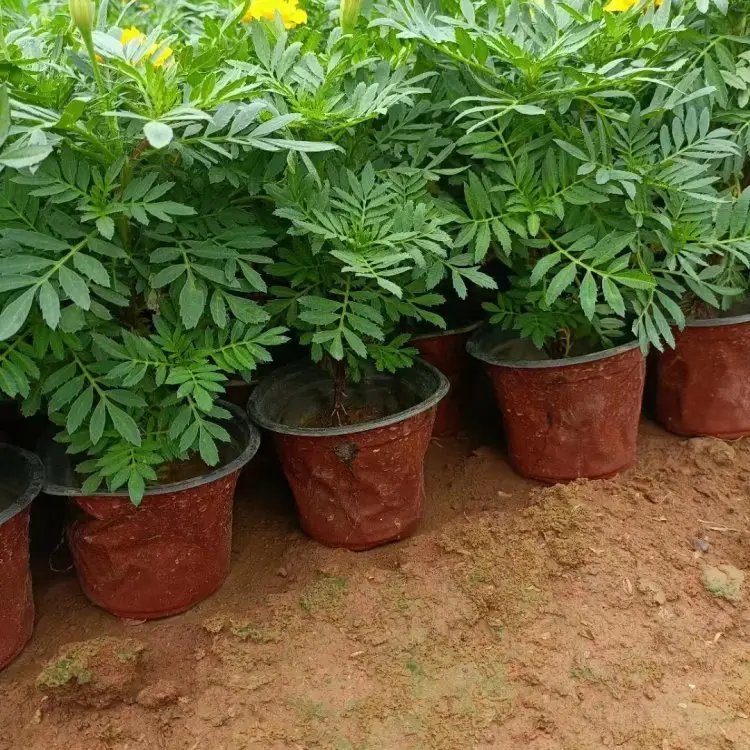 孔雀草杯苗容器苗