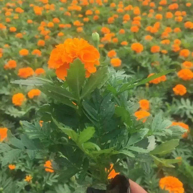 孔雀草杯苗容器苗