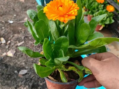 金盞菊