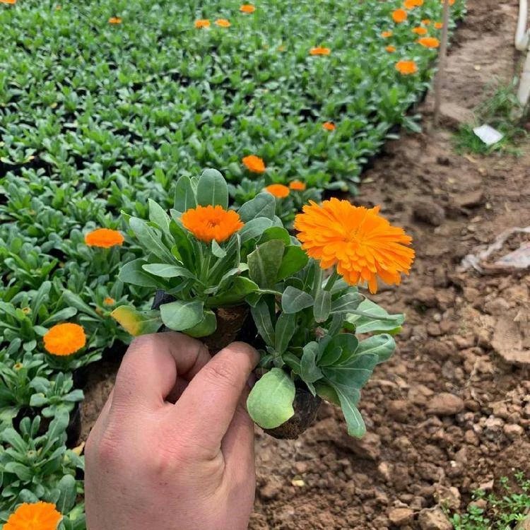 金盞菊杯苗容器苗