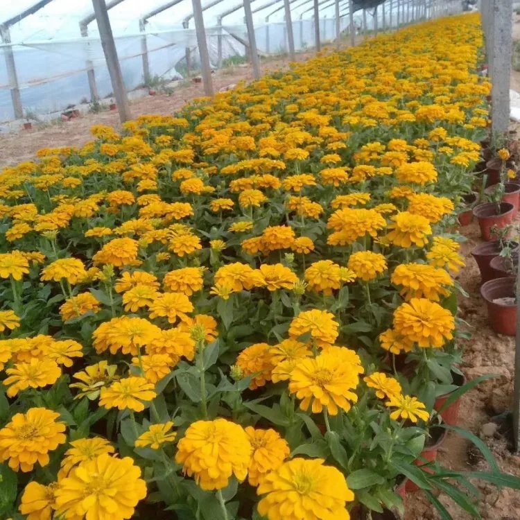 矮桿<a href='http://m.wuzhouwash.com/caohuazhongzi/1020.html' target='_blank'>百日草</a>杯苗容器苗