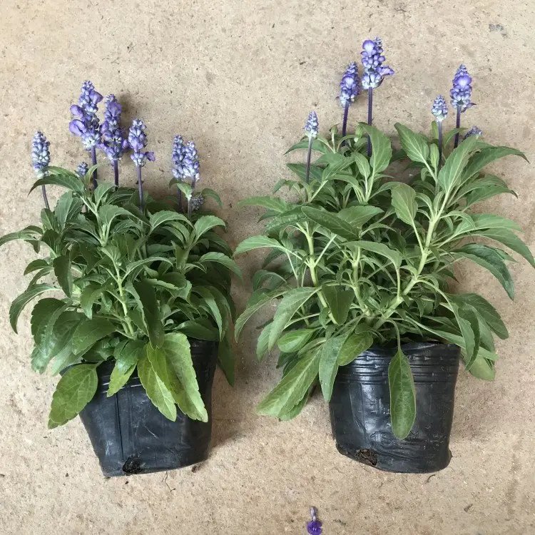 藍(lán)花鼠尾草杯苗容器苗