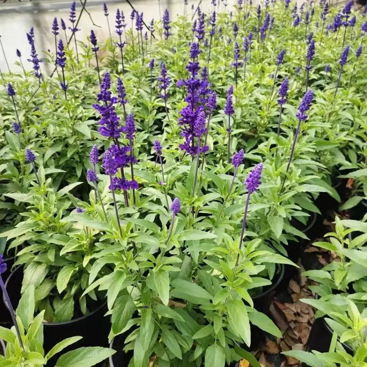 藍(lán)花鼠尾草杯苗容器苗