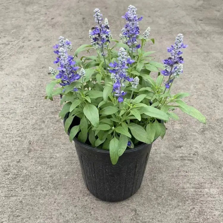 藍(lán)花鼠尾草杯苗容器苗