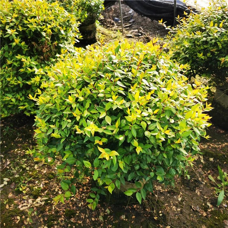金葉大花六道木杯苗容器苗