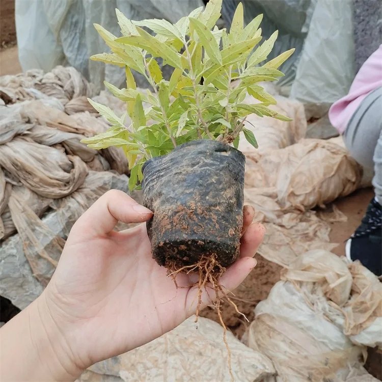 金葉蕕杯苗容器苗