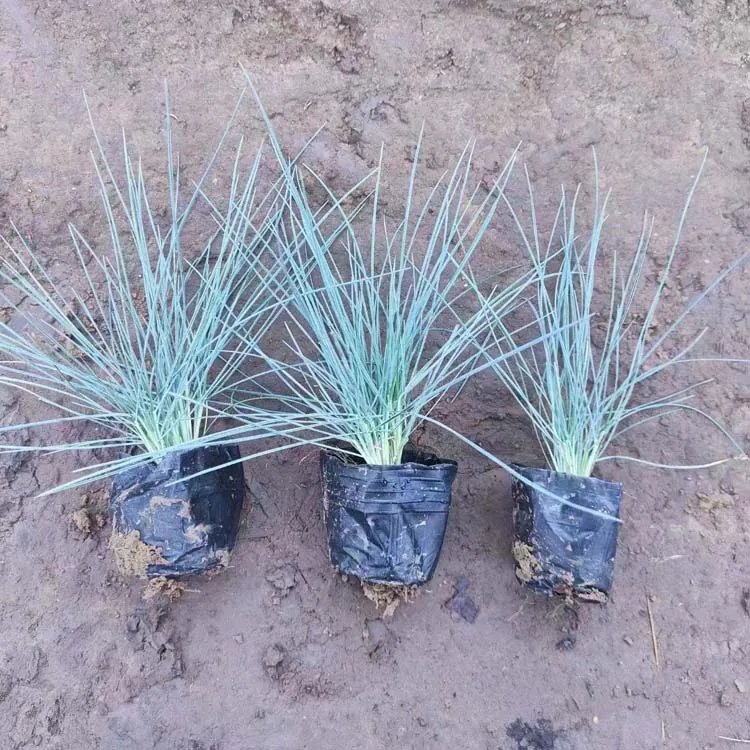 藍(lán)羊茅杯苗容器苗