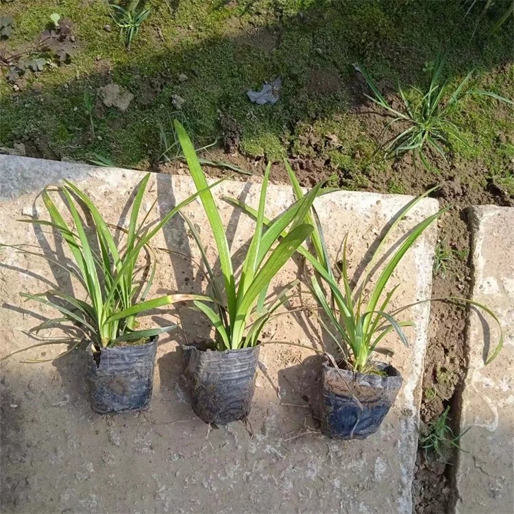蘭花<a href='http://m.wuzhouwash.com/yaocaizhongzi/2365.html' target='_blank'>三七</a>杯苗容器苗