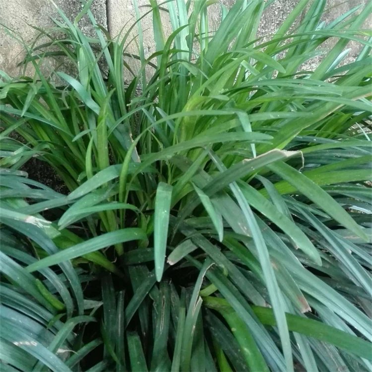 蘭花<a href='http://m.wuzhouwash.com/yaocaizhongzi/2365.html' target='_blank'>三七</a>杯苗容器苗