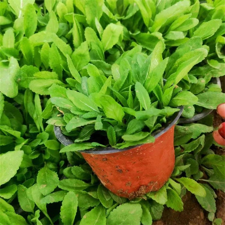 林蔭鼠尾草杯苗容器苗