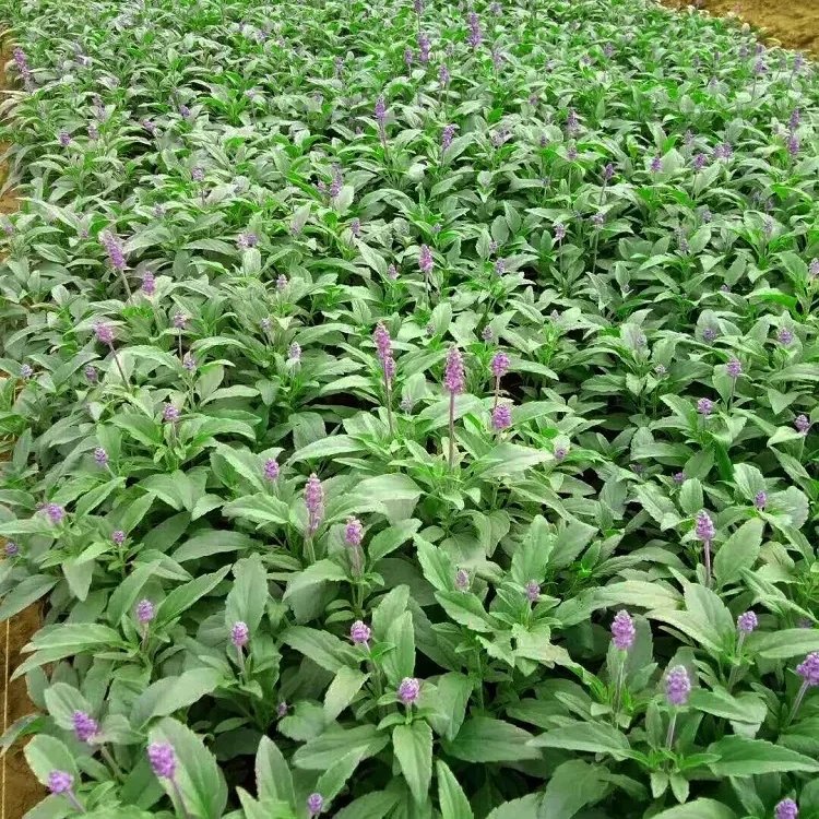 林蔭鼠尾草杯苗容器苗