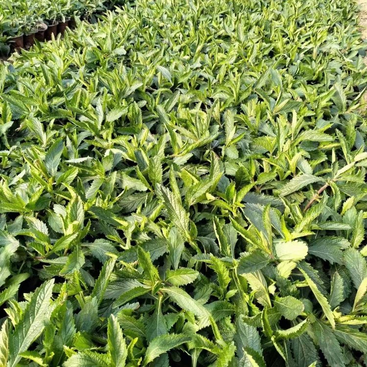 柳葉馬鞭草杯苗容器苗