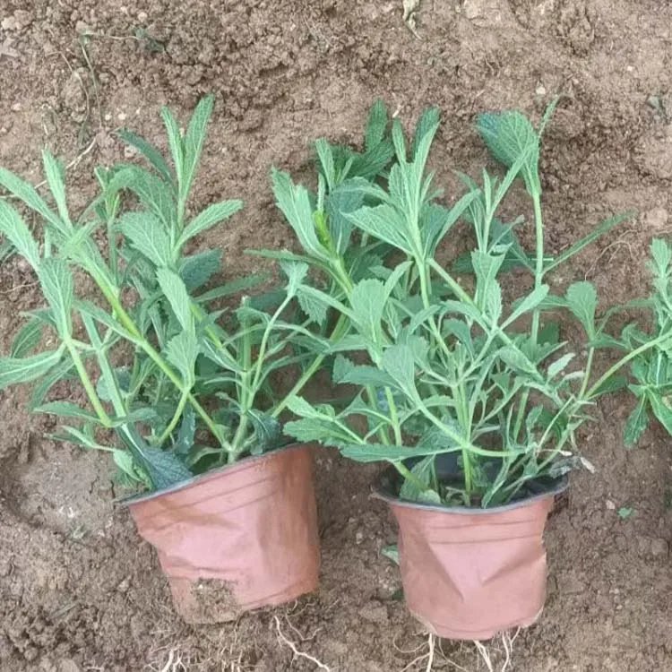 柳葉馬鞭草杯苗容器苗