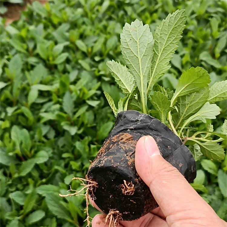 柳葉馬鞭草杯苗容器苗