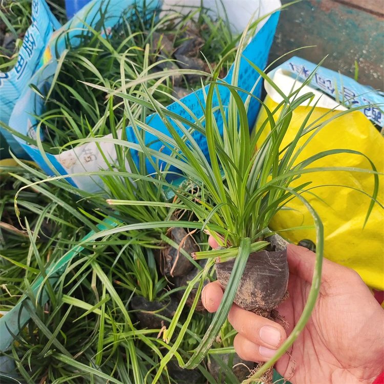 嶗峪苔草杯苗容器苗