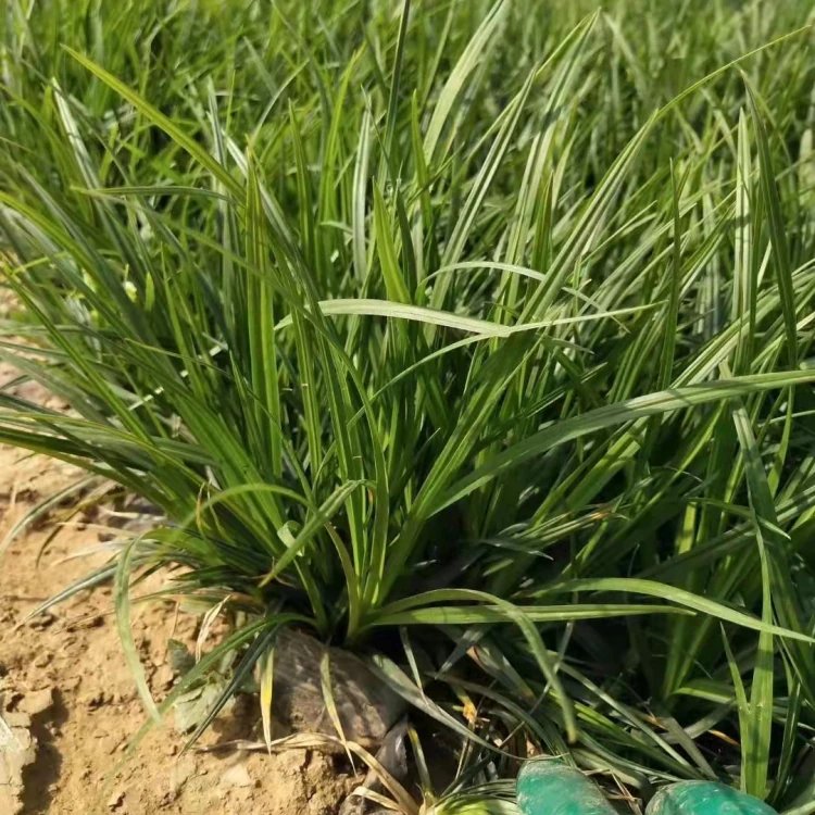 嶗峪苔草杯苗容器苗