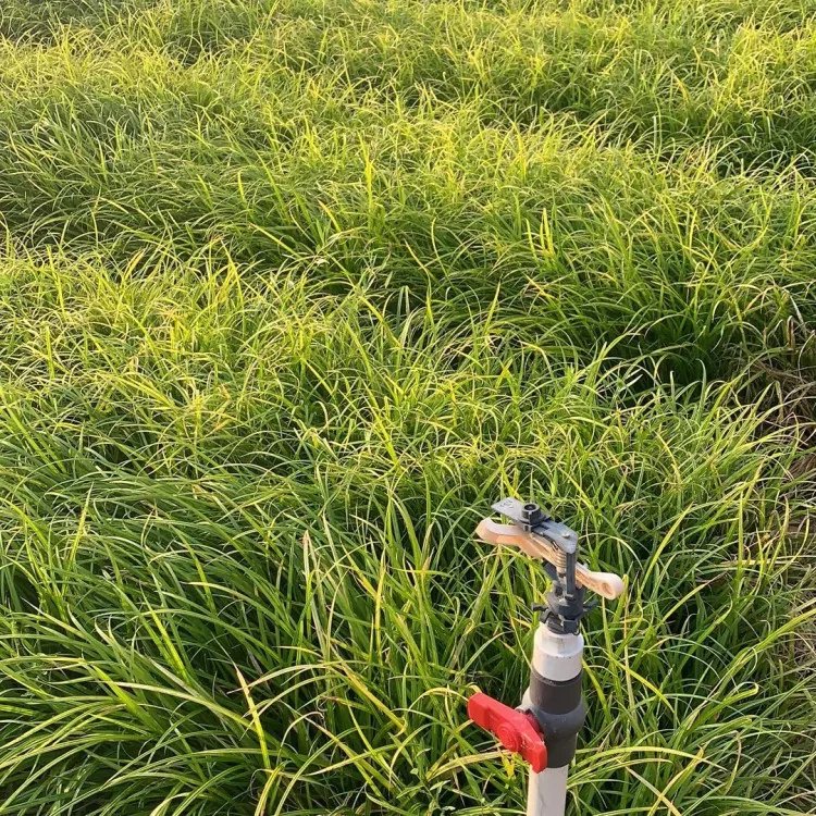 嶗峪苔草杯苗容器苗