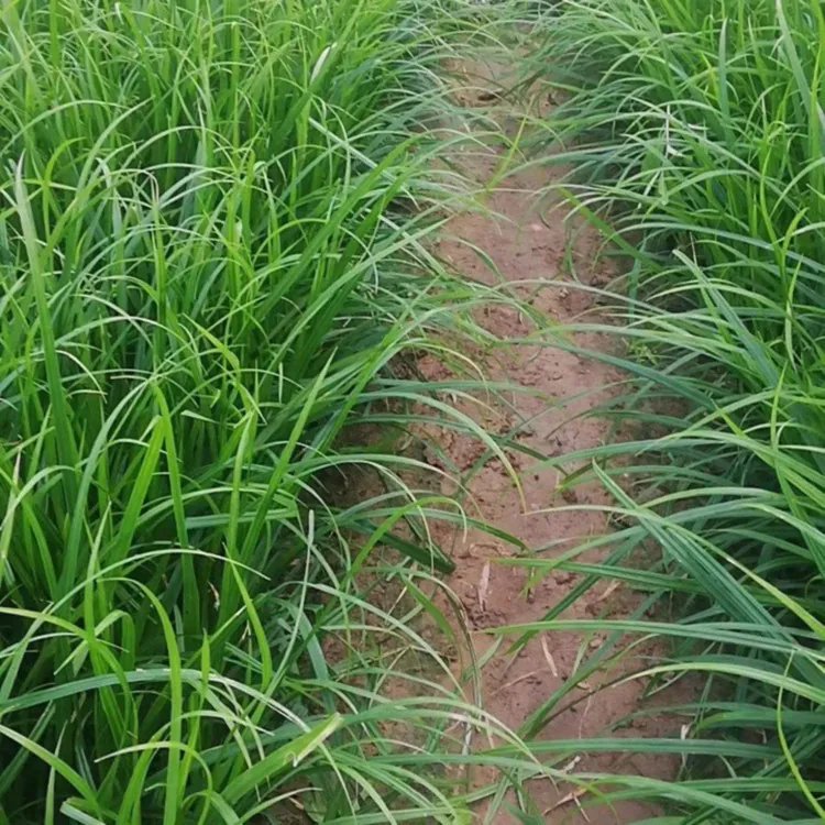 嶗峪苔草杯苗容器苗
