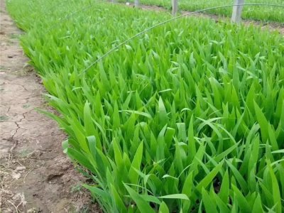藍(lán)蝴蝶