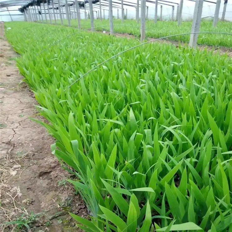 藍(lán)蝴蝶杯苗容器苗