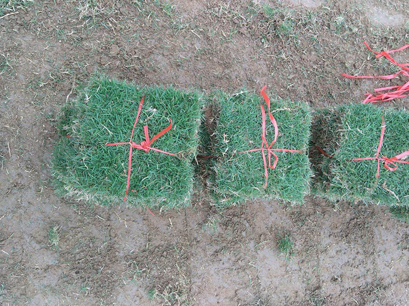 <a href='http://m.wuzhouwash.com/caopingzhongzi/3258.html' target='_blank'>馬尼拉草坪</a>