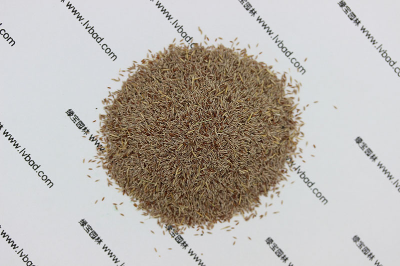 <a href='http://m.wuzhouwash.com/caopingzhongzi/1670.html' target='_blank'>剪股穎種子</a>