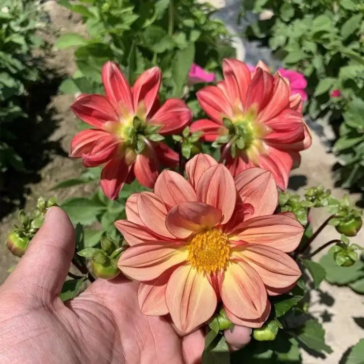 小麗花杯苗容器苗