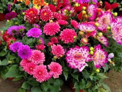 小麗花