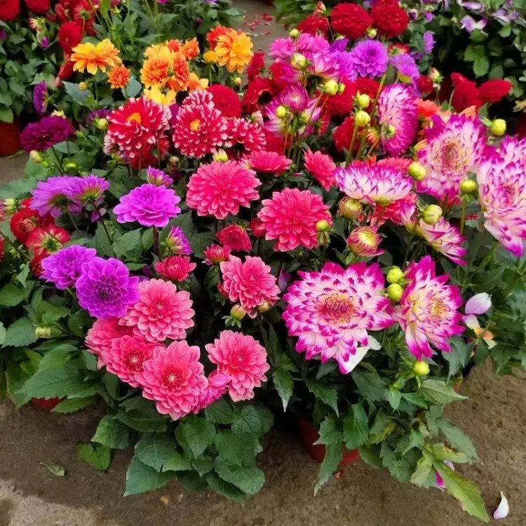 <a href='http://m.wuzhouwash.com/caohuazhongzi/1642.html' target='_blank'>小麗花</a>杯苗容器苗