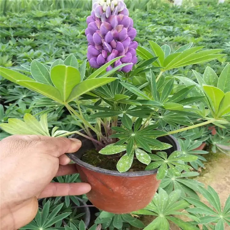 魯冰花杯苗容器苗