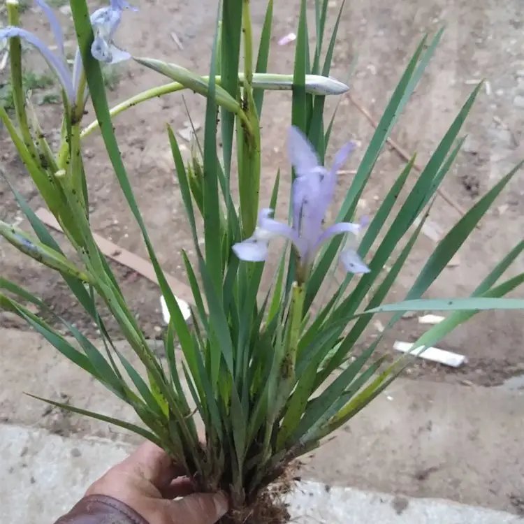 <a href='http://m.wuzhouwash.com/caobenzhiwu/3383.html' target='_blank'>馬蘭花</a>杯苗容器苗
