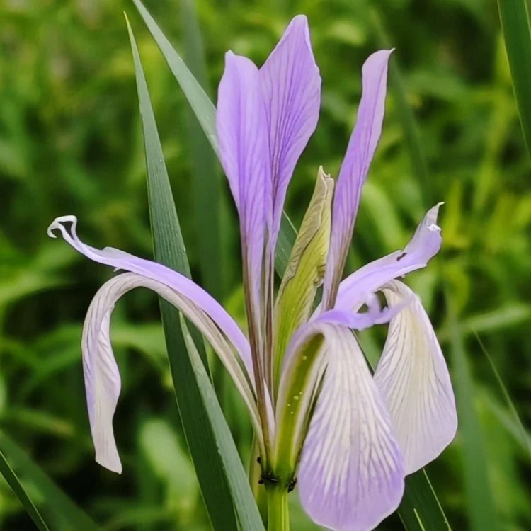 <a href='http://m.wuzhouwash.com/caobenzhiwu/3383.html' target='_blank'>馬蘭花</a>杯苗容器苗