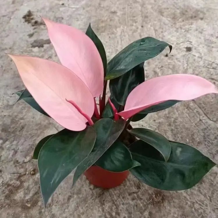 蔓<a href='http://m.wuzhouwash.com/caohuazhongzi/1572.html' target='_blank'>錦葵</a>杯苗容器苗