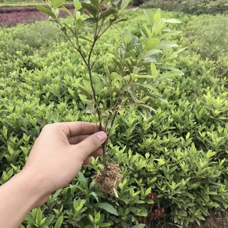 <a href='http://m.wuzhouwash.com/dibeiguanmu/3523.html' target='_blank'>毛鵑</a>杯苗容器苗毛球裸根