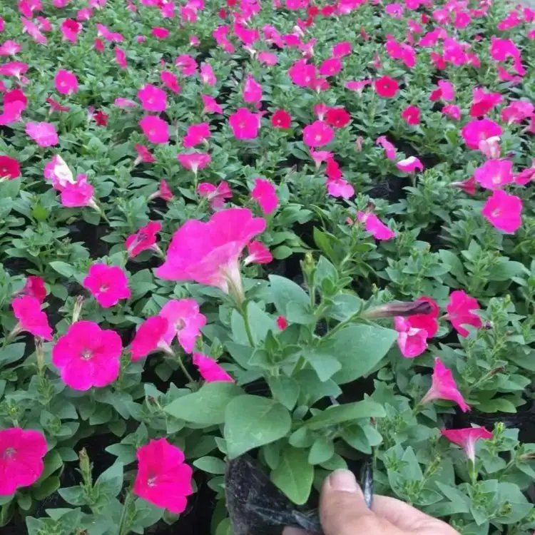 玫紅牽牛花杯苗容器苗