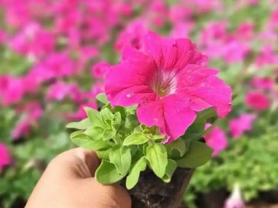 玫紅牽牛花