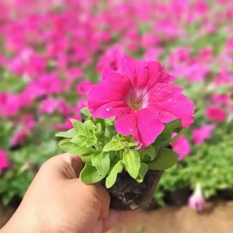 玫紅<a href='http://m.wuzhouwash.com/caohuazhongzi/1613.html' target='_blank'>牽?；?/a>杯苗容器苗