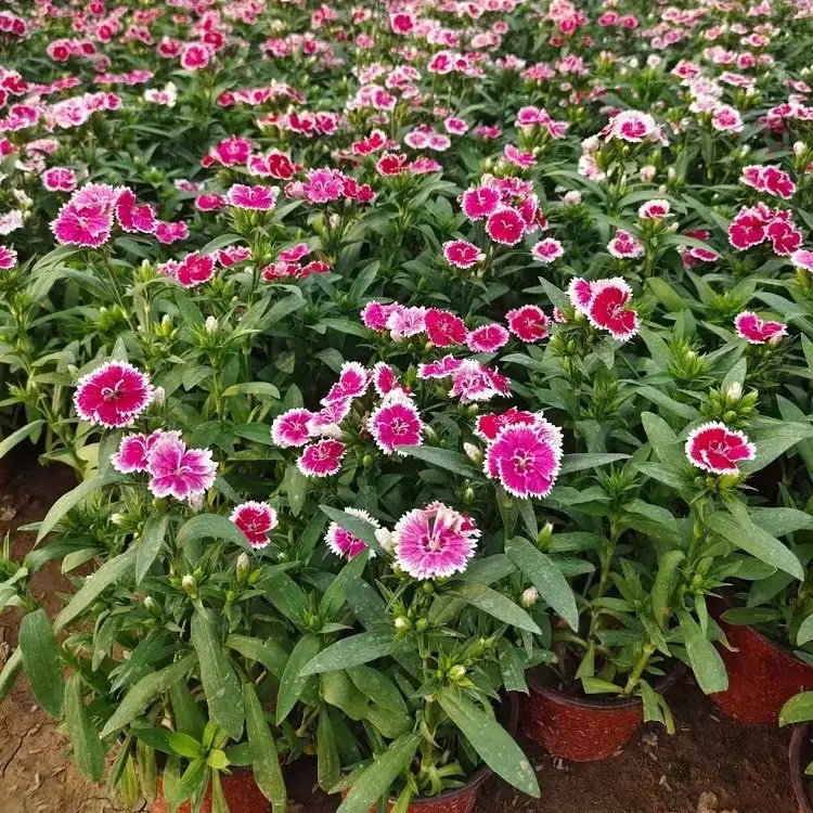 <a href='http://m.wuzhouwash.com/caohuazhongzi/1598.html' target='_blank'>美國石竹</a>杯苗容器苗