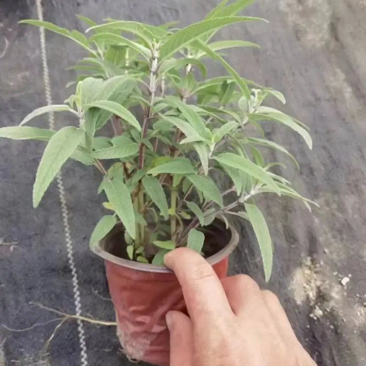 墨西哥<a href='http://m.wuzhouwash.com/caohuazhongzi/1626.html' target='_blank'>鼠尾草</a>杯苗容器苗