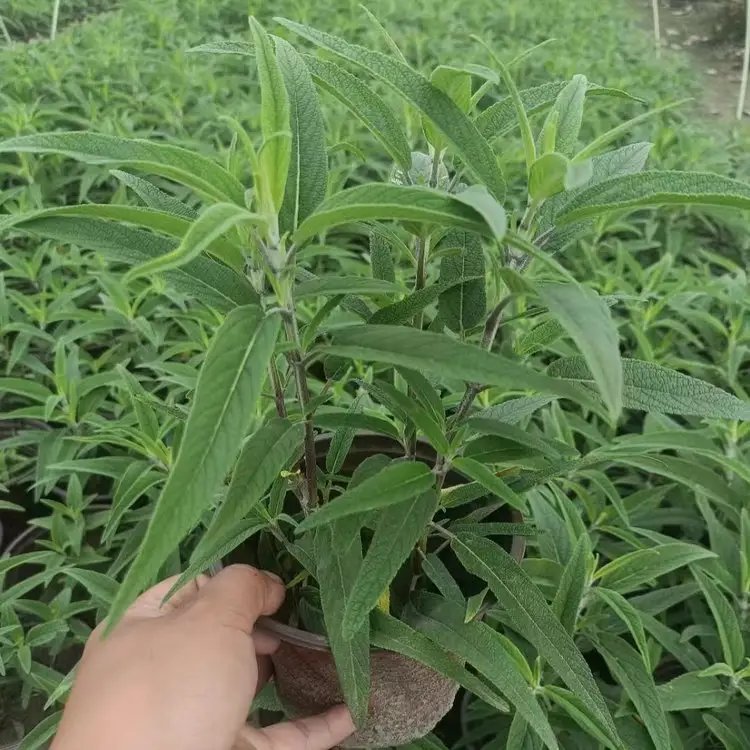 墨西哥<a href='http://m.wuzhouwash.com/caohuazhongzi/1626.html' target='_blank'>鼠尾草</a>杯苗容器苗