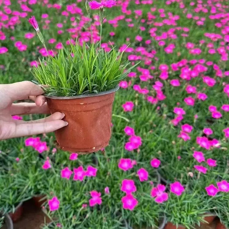 歐<a href='http://m.wuzhouwash.com/caohuazhongzi/97045.html' target='_blank'>石竹</a>杯苗容器苗