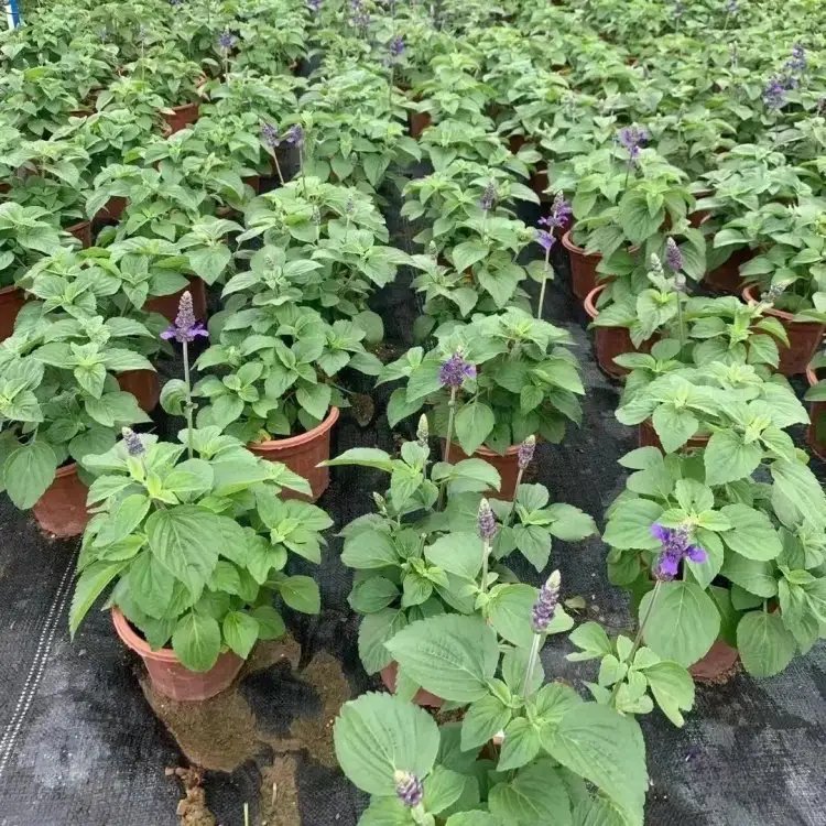 薩利<a href='http://m.wuzhouwash.com/caohuazhongzi/1044.html' target='_blank'>芳香鼠尾草</a>杯苗容器苗