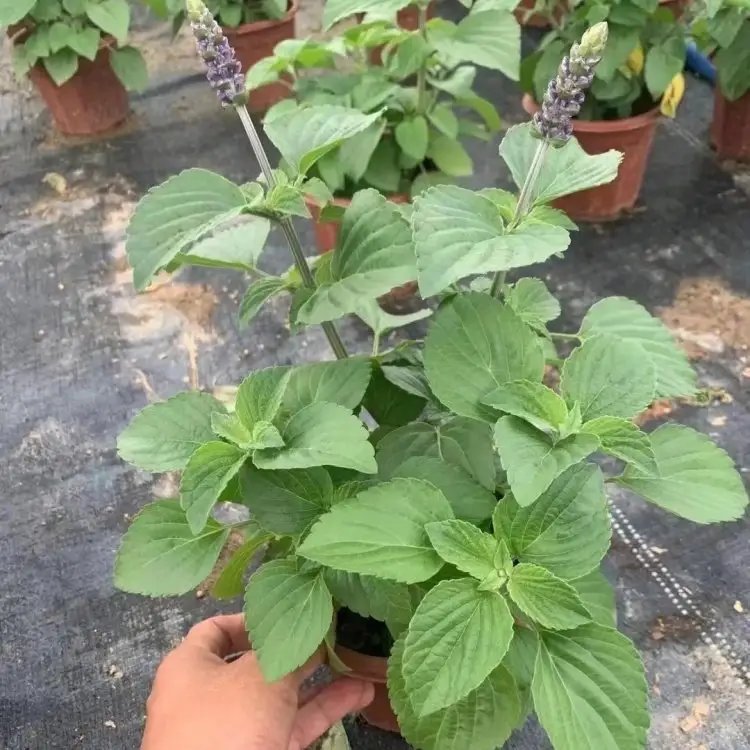 薩利芳香<a href='http://m.wuzhouwash.com/caohuazhongzi/1626.html' target='_blank'>鼠尾草</a>杯苗容器苗