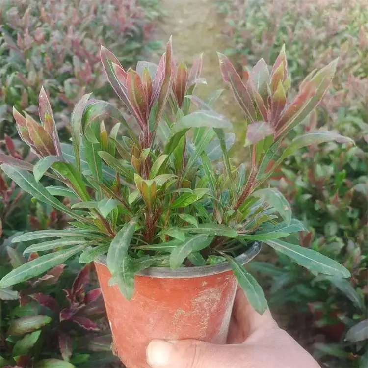 <a href='http://m.wuzhouwash.com/guoshuzhongzi/2185.html' target='_blank'>山桃</a>草杯苗容器苗