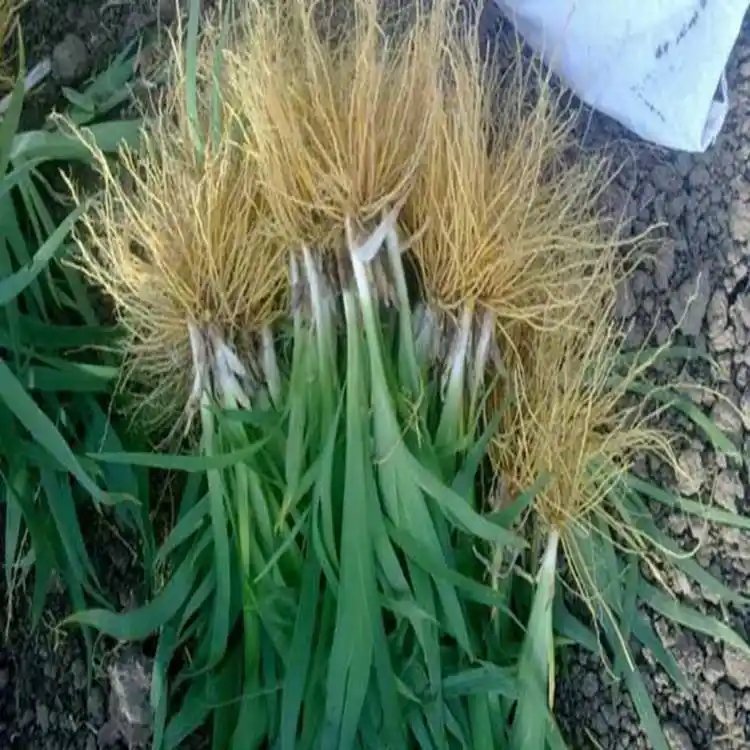 射干苗<a href='http://m.wuzhouwash.com/' target='_blank'>種子</a>