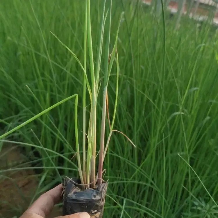 <a href='http://m.wuzhouwash.com/shuishengshuicao/3432.html' target='_blank'>水蔥</a>杯苗容器苗